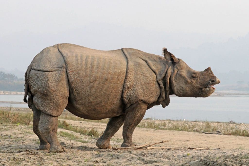 Animales raros en India Rinoceronte indio