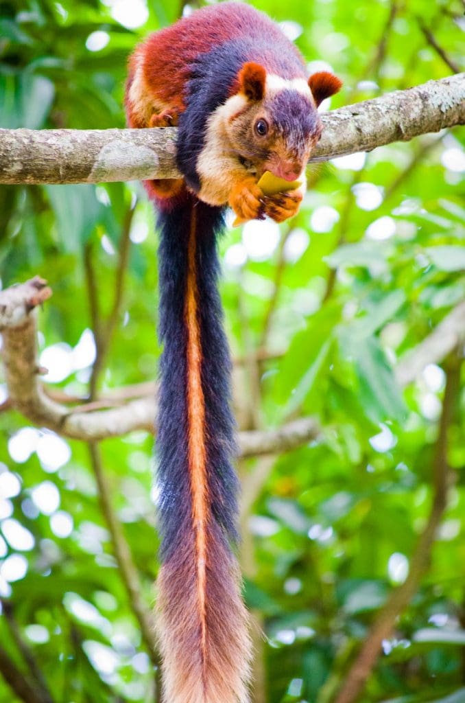  Rare animals in India - Malabar giant squirrel