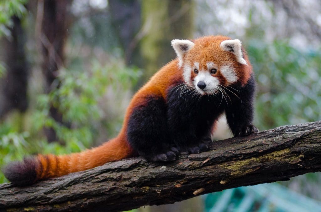 Animales raros en la India Panda rojo