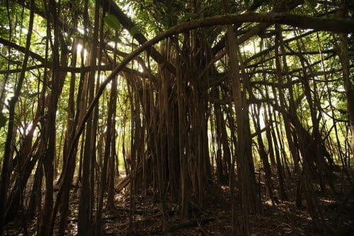 Natural wonder of the world - Amazon Rain Forest