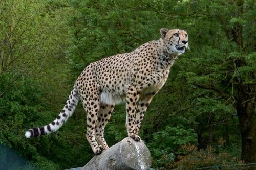 Africa Predator Big Cat Cheetah Speed Wild Animal 3475778 Kuno National Park on the world map after 8 big cats - cheetahs - make a return to India