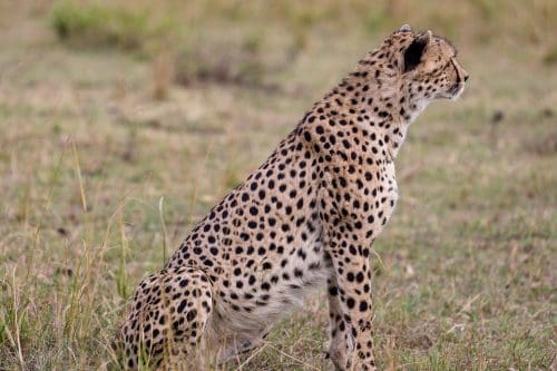 Kuno National Park on the world map after 8 big cats - cheetahs - make a  return to India - Today's Traveller - Travel & Tourism News, Hotel &  Holidays