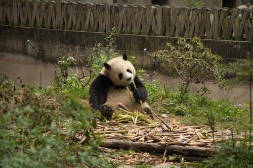   Best wildlife sanctuaries in the world - Panda - Chengdu Research Base of Giant Panda China