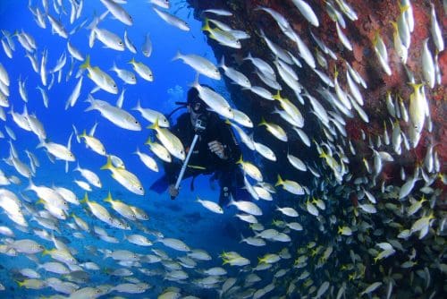 At The Bottom Of The Ocean Dive Diving Deep Blue 1849532 Scuba diving in Goa - 8 best diving places to discover the wonders of the sea