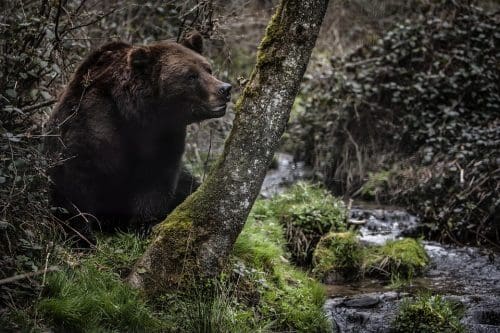 Best wildlife sanctuaries in the world -   Asiatic black bear -   Tat Kuang Si Bear Park, Laos 