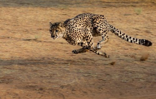 Kuno National Park on the world map after 8 big cats - cheetahs - make a return to India 10 Cheetahs make a return to India