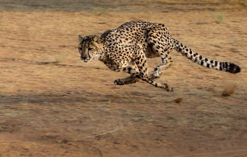 Cheetahs make a return to India