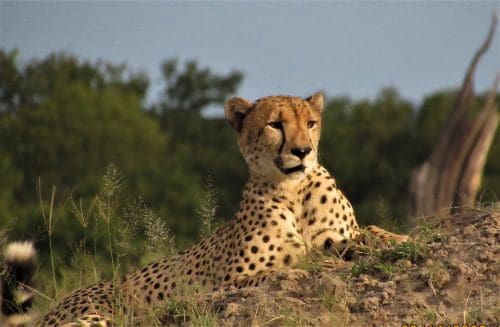 Cheetahs make a return to India