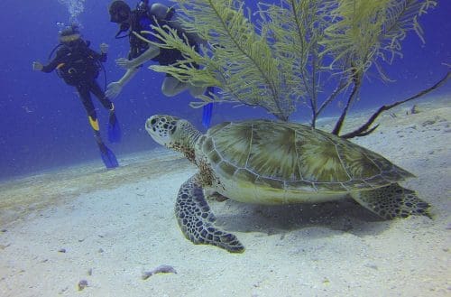 Divers Scuba Diving Mexico Turtle 588497 Scuba diving in Goa - 8 best diving places to discover the wonders of the sea