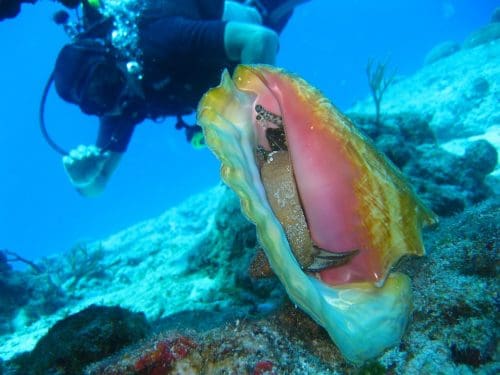 Scuba diving in Goa - 8 best diving places to discover the wonders of the sea 13 Diving Coral Sea Tropical Water Ocean Dive 1707765 Scuba diving in Goa - 8 best diving places to discover the wonders of the sea