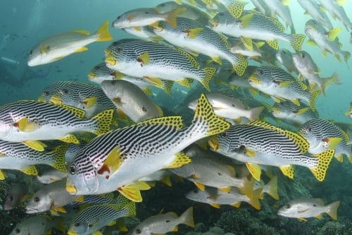 Fish Reef Diving Scuba Diving Underwater Ocean 5046830 Scuba diving in Goa - 8 best diving places to discover the wonders of the sea