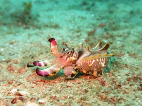 Flamboyant Cuttlefish Cuttlefish Scuba Diving Ocean 1537973 Scuba diving in Goa - 8 best diving places to discover the wonders of the sea