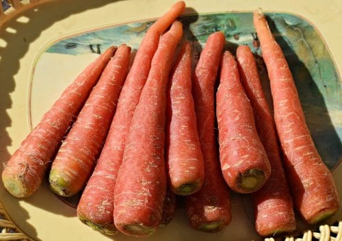 Las zanahorias frescas se usan en Gajjar ka halwa