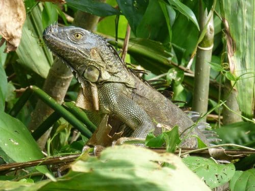 Best wildlife sanctuaries in the world - Iguana  - Camaronal Wildlife Refuge of Costa Rica 