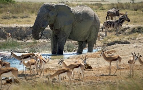 Best wildlife sanctuaries in the world - Big Five Etosha Elephant National Park Namibia