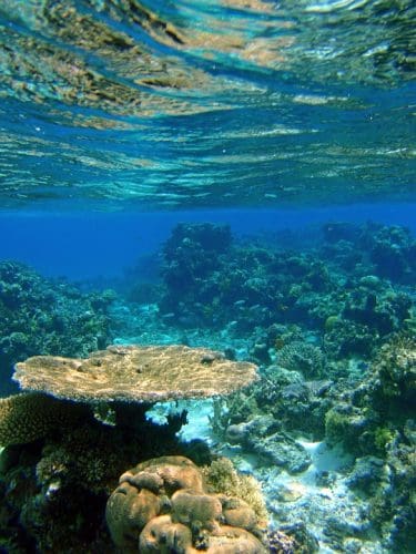  Coral Reef Underwater Fiji Ocean