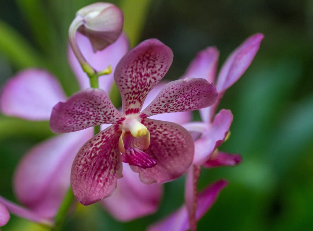 Orchids. Garden of the sleeping giant