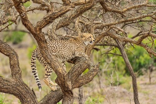 Cheetahs make a return to India