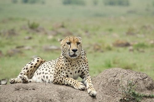 Cheetahs make a return to India