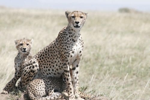 Kuno National Park on the world map after 8 big cats - cheetahs - make a return to India 8 Cheetahs make a return to India