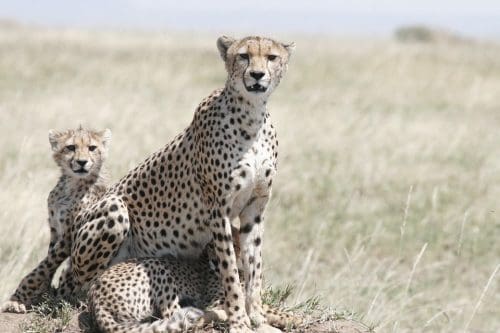 Cheetahs make a return to India