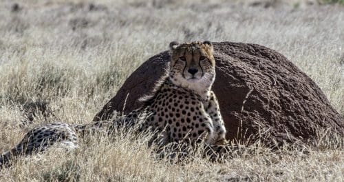 Cheetahs make a return to India