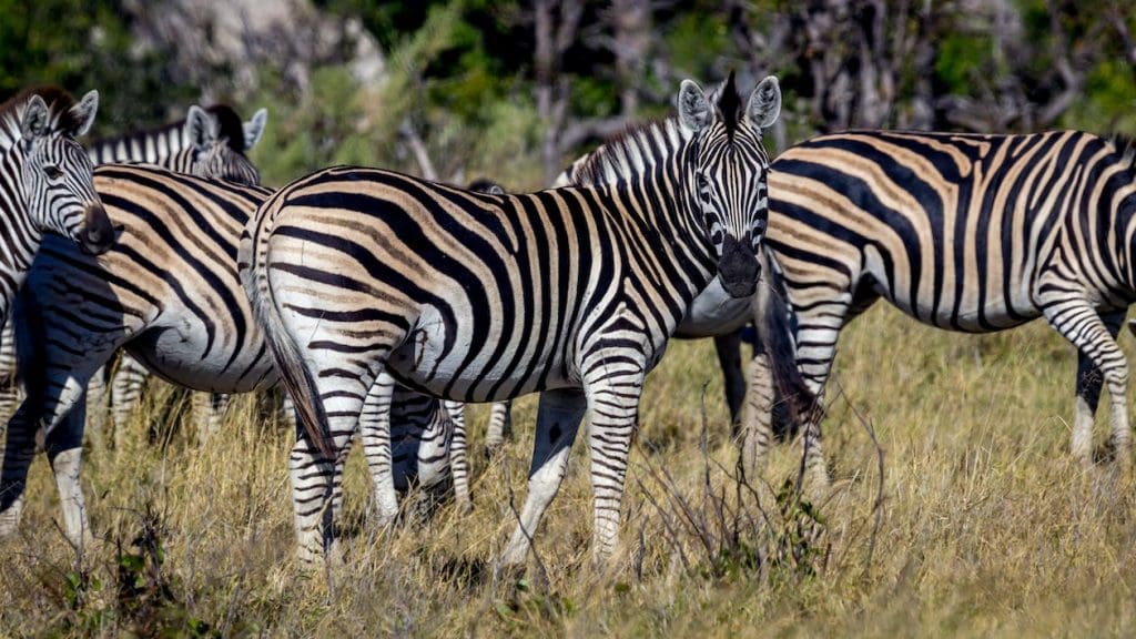 Best wildlife sanctuaries in the world - Zebras - Kidepo Valley National Park 