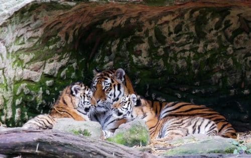 Best wildlife sanctuaries in the world - Tigers -  Ranthambore National Park India