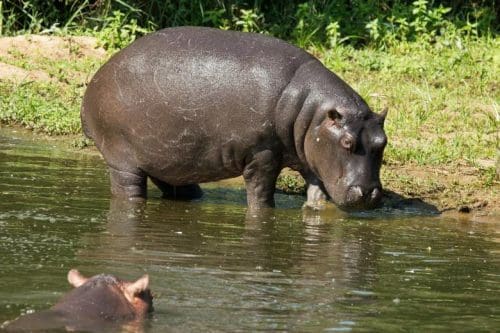 Best wildlife sanctuaries in the world - Hippo - Wechiau Community Hippo Sanctuary, Ghana 