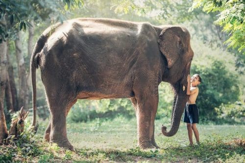 Best wildlife sanctuaries in the world - Elephant Nature Park Thailand