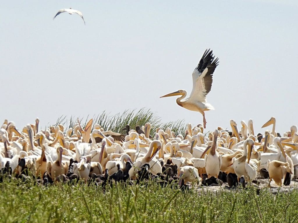  Best wildlife sanctuaries in the world -  Pelicans - Djoudj National Bird Sanctuary 
