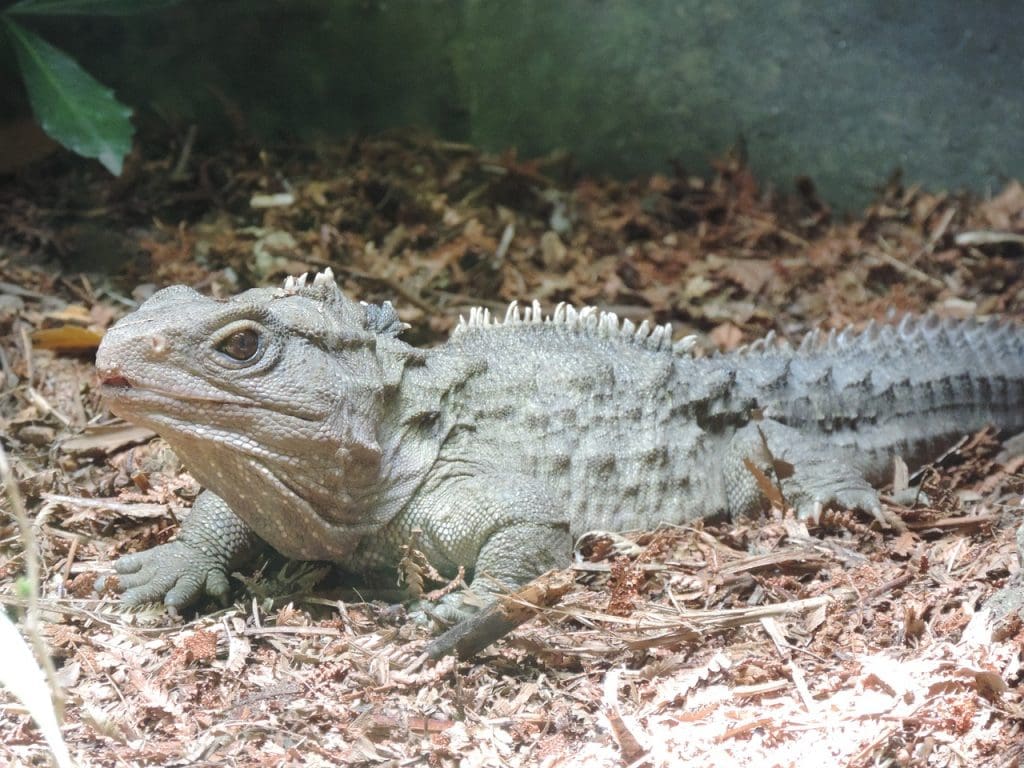 Best wildlife sanctuaries in the world - Tuatara (a type of lizard), at Tiritiri Matangi Open Sanctuary New Zealand