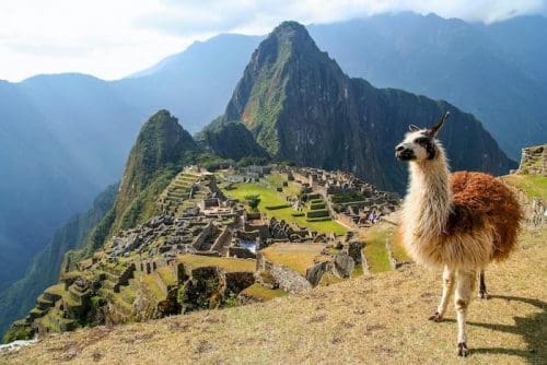 Llama in front of the ancient Inca town of Machu Picchu