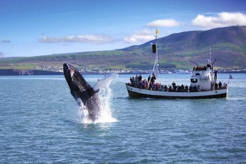   Iceland -  Whale Watching, Reykjavik 