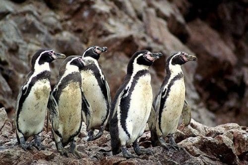  Pisco and the Ballestas Islands