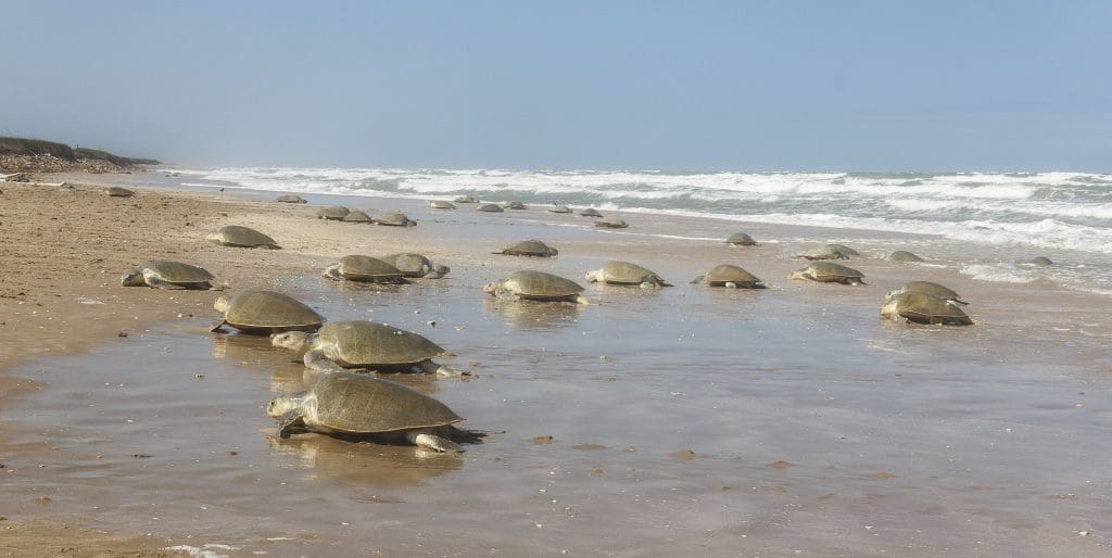 Olive Ridley Turtles - Image courtesy Hrchenge via Wikipedia Commons