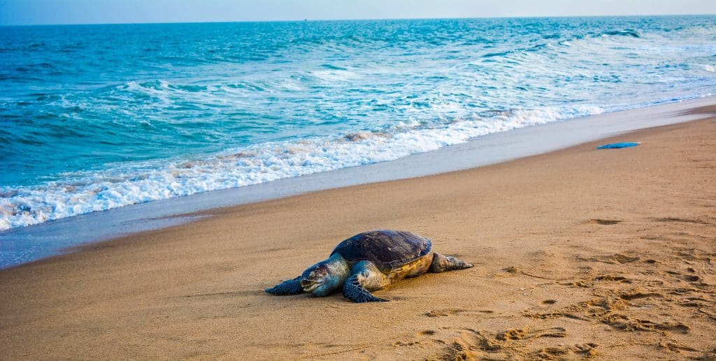  Olive Ridley Turtles - Image courtesy Pinku Halder  via Wikipedia Commons