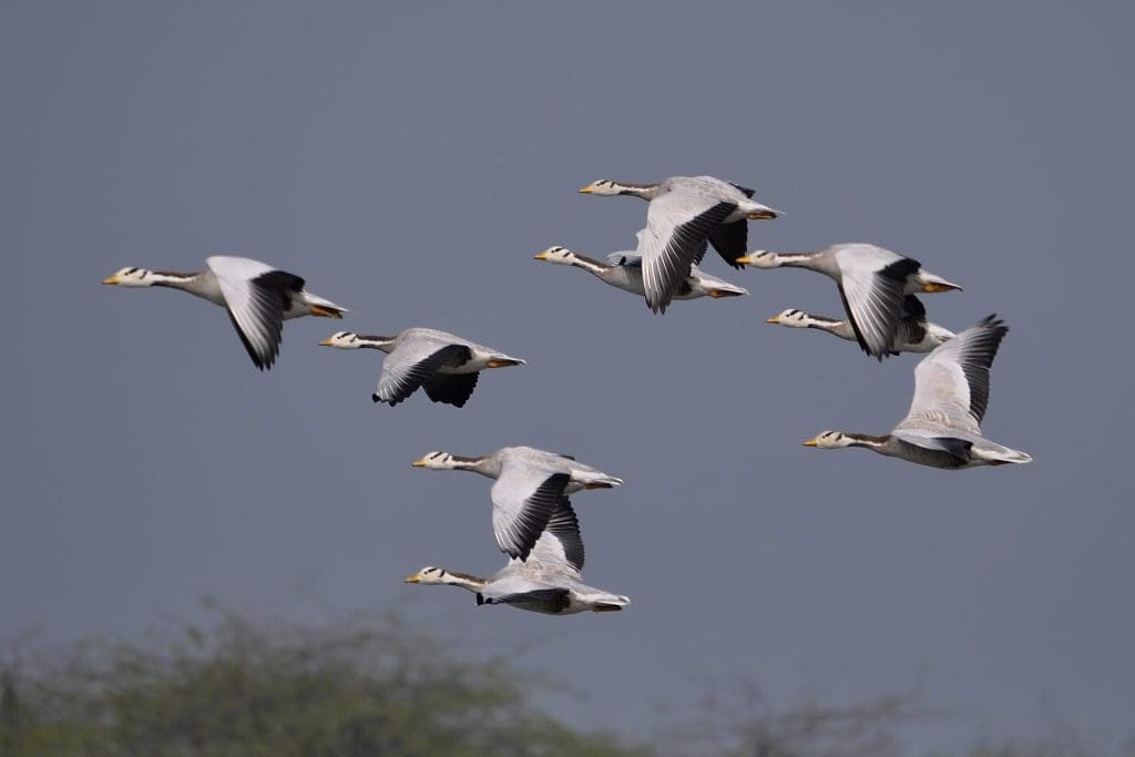 UP Nature and Bird Festival 2023 at scenic Vijay Sagar Bird Sanctuary in Mahoba 5 Bar-headed Goose