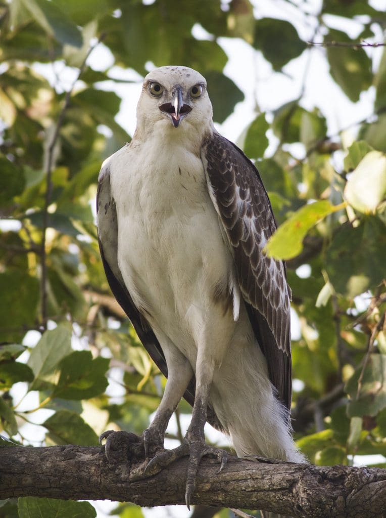 Águila halcón cambiable (juvenil)