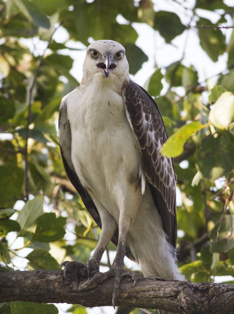 UP Nature and Bird Festival 2023 at scenic Vijay Sagar Bird Sanctuary in Mahoba 2 Changable Hawk Eagle (Juvenile)