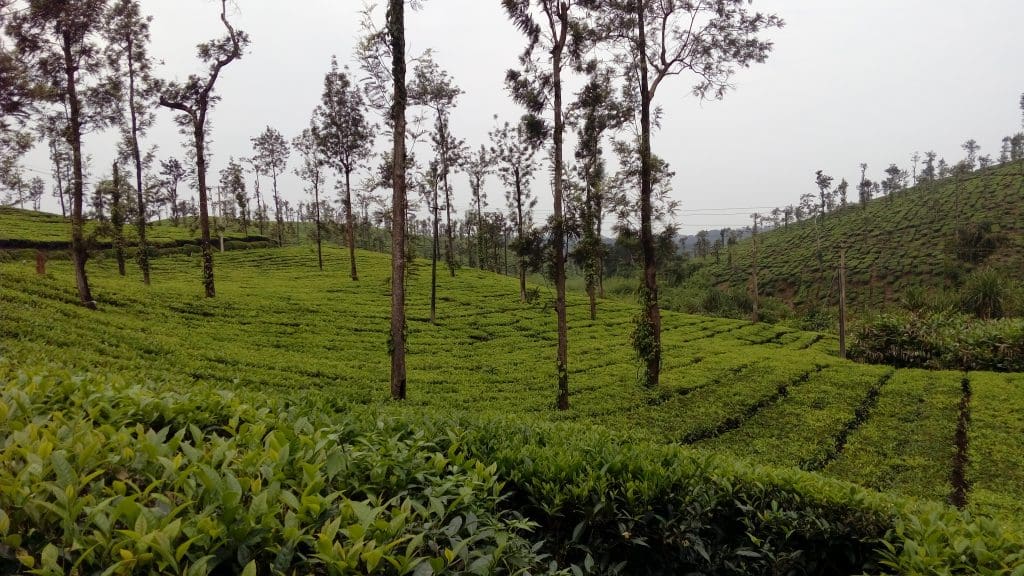 Coorg Tea estate - Image courtesy RN Satyanarayana rao via Wikipedia Commons