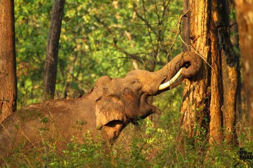  Nagarhole National Park  - Image courtesy:Sankara Subramanian via Wikipedia Commons