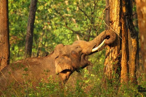 An elephant in Kabini Nagarhole National Park, Karnataka