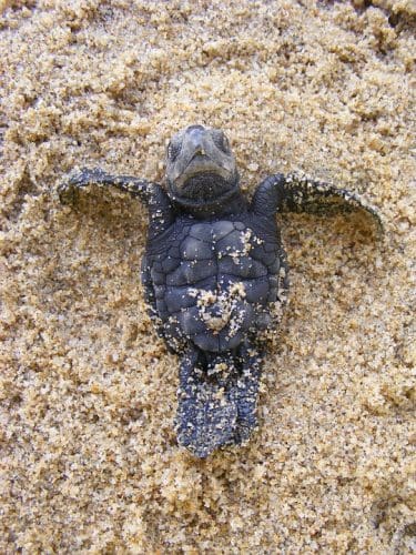 Olive Ridley Turtle Newborn Baby