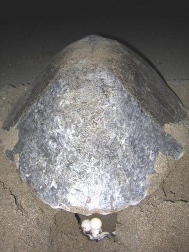 Olive ridley sea turtle laying eggs Great watch: Olive Ridley Turtles in Odisha (Orissa)