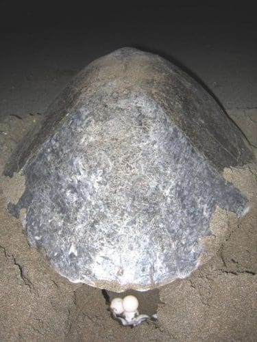 Great watch: Olive Ridley Turtles in Odisha (Orissa) 2 Olive ridley sea turtle laying eggs Great watch: Olive Ridley Turtles in Odisha (Orissa)
