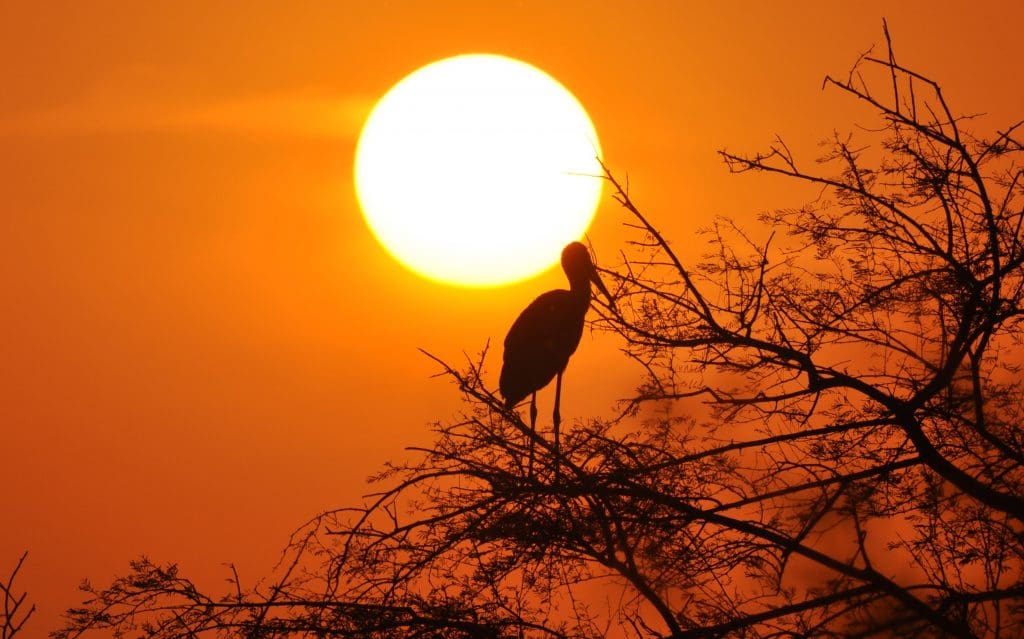 Painted Stork at Sunset