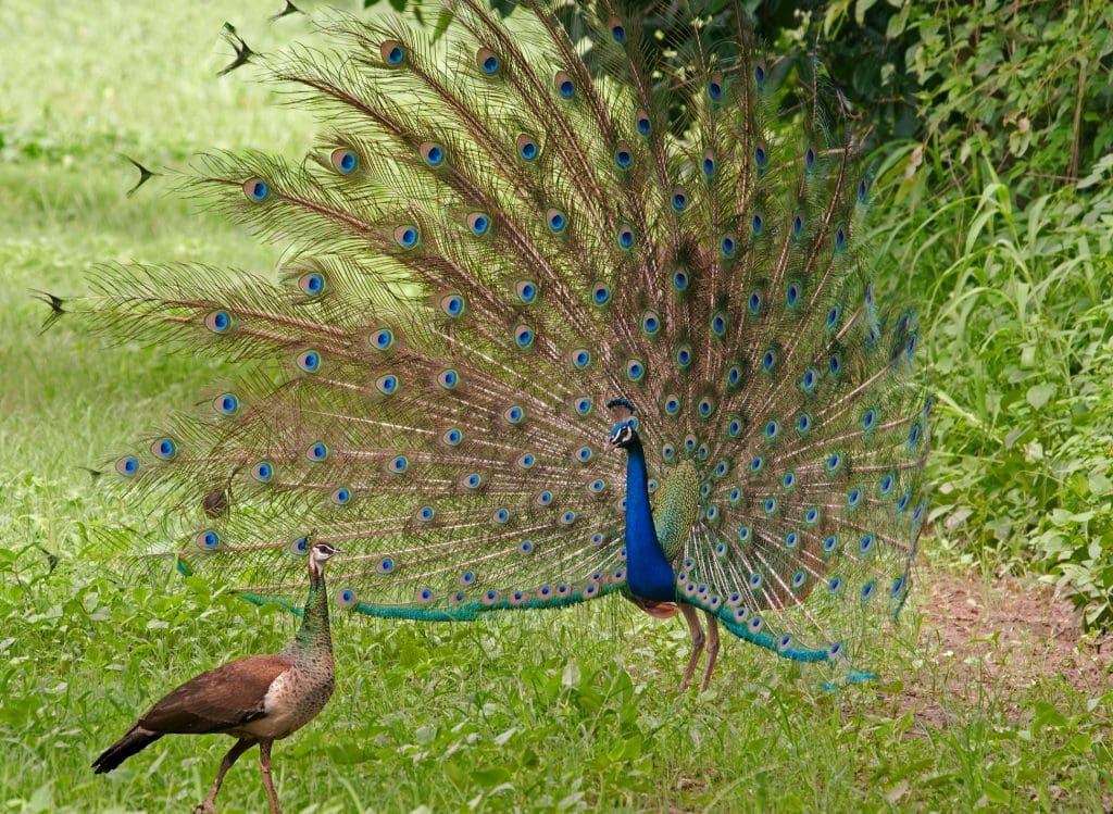Peacock pair