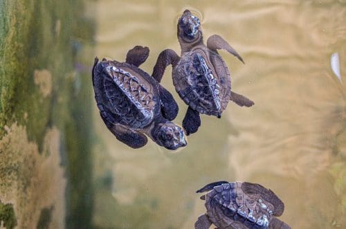 Great watch: Olive Ridley Turtles in Odisha - 100,000-500,000 turtles nest here each year 5 Hatchling Tiny Turtle