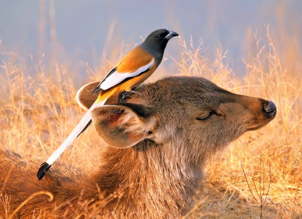 Treepie on Sambar head. Nature and Bird Festival
